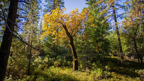 15.4 Acres of Recreational Land for Sale in Twain Harte, California