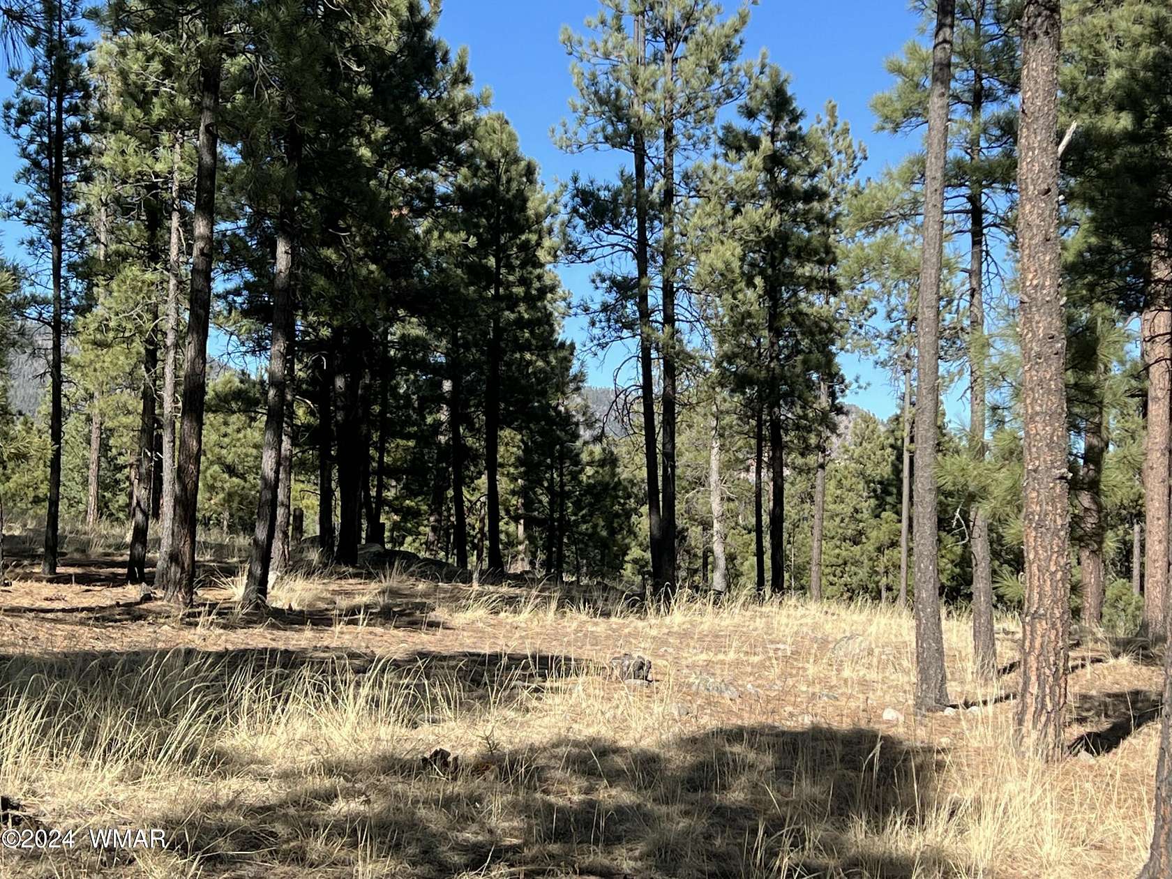 6 Acres of Residential Land for Sale in Alpine, Arizona