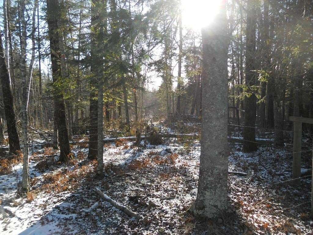 39.99 Acres of Recreational Land for Sale in Backus, Minnesota