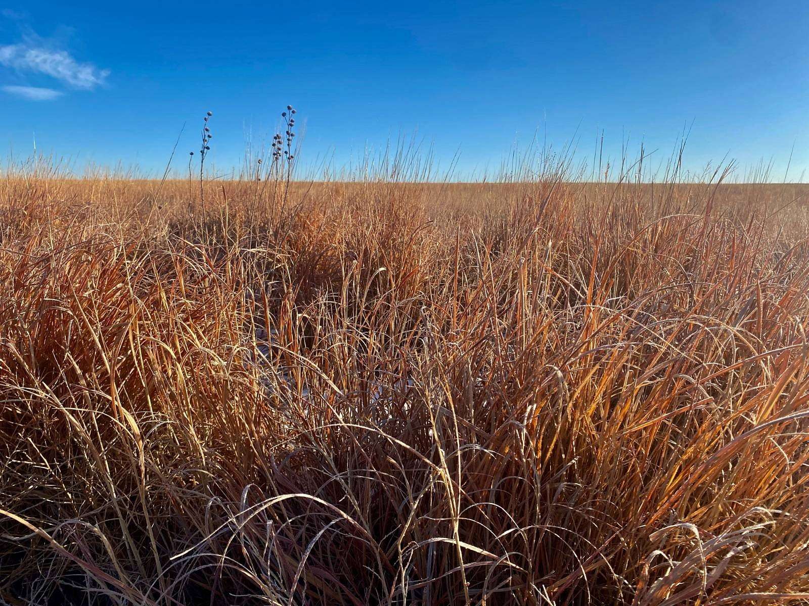 320 Acres of Recreational Land & Farm for Sale in Coolidge, Kansas