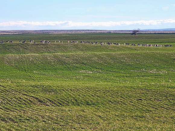 343.5 Acres of Recreational Land & Farm for Sale in Bennett, Colorado