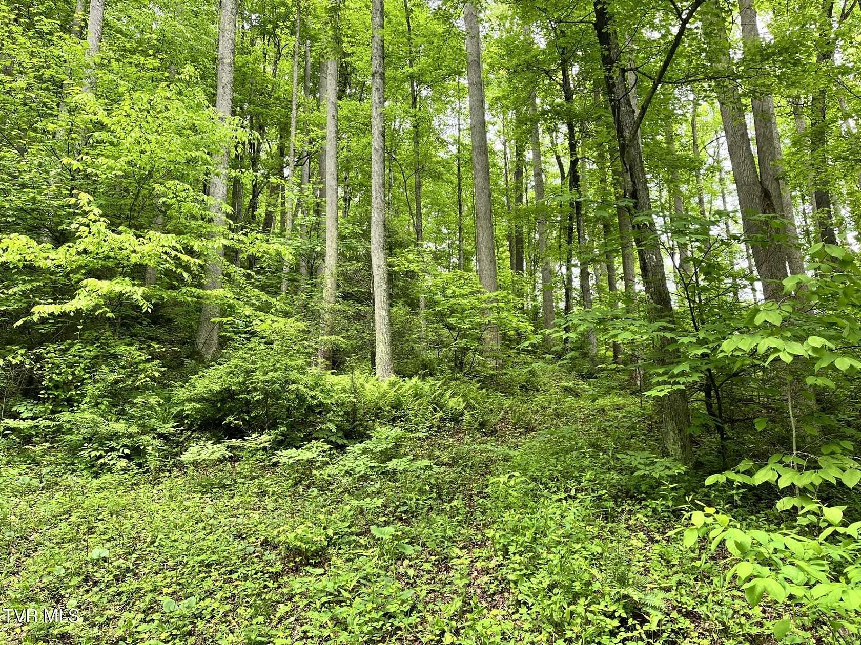 15 Acres of Land for Sale in Roan Mountain, Tennessee