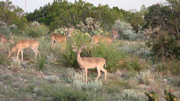 200 Acres of Land for Sale in Comstock, Texas