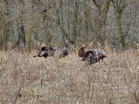 59.13 Acres of Recreational Land & Farm for Sale in Cassopolis, Michigan