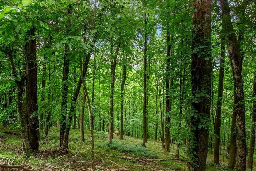 0.46 Acres of Residential Land for Sale in Ellijay, Georgia