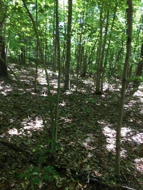 7 Acres of Land for Sale in Wilder, Tennessee