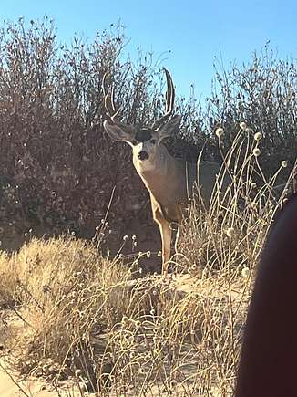 640 Acres of Recreational Land for Sale in Morton, Texas