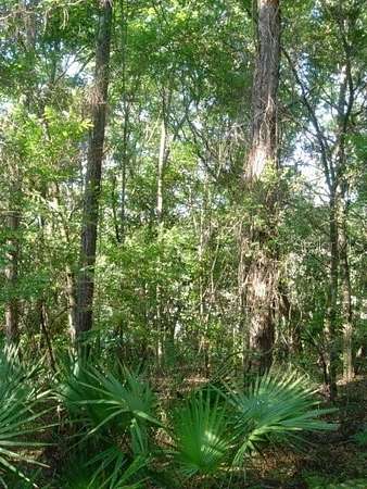 1 Acre of Residential Land for Sale in Alford, Florida