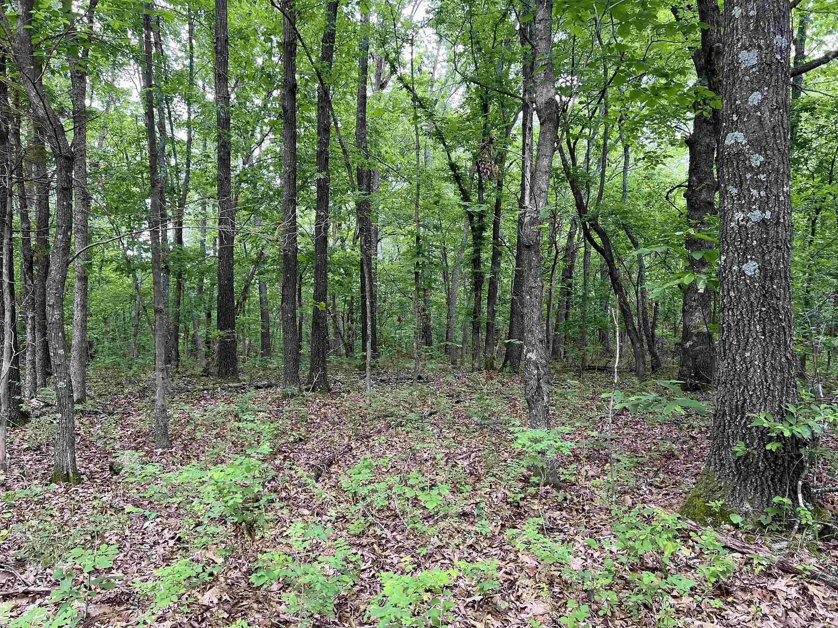 12 Acres of Land for Sale in Harrison, Arkansas