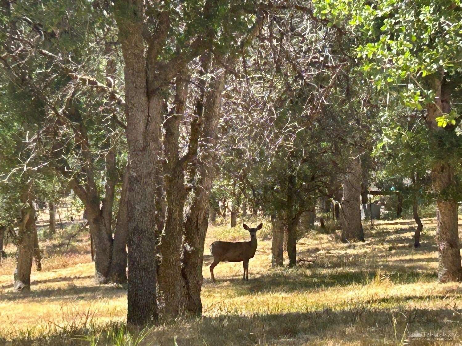 2.64 Acres of Residential Land for Sale in Tehachapi, California