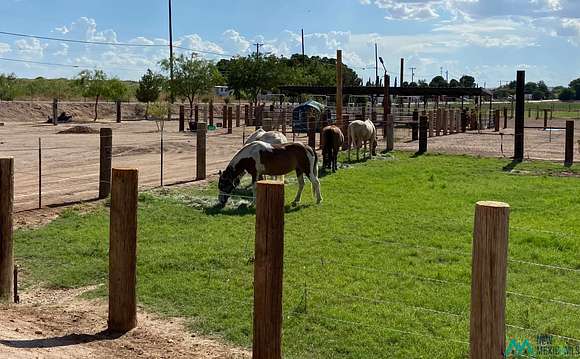 Grazing for Livestock