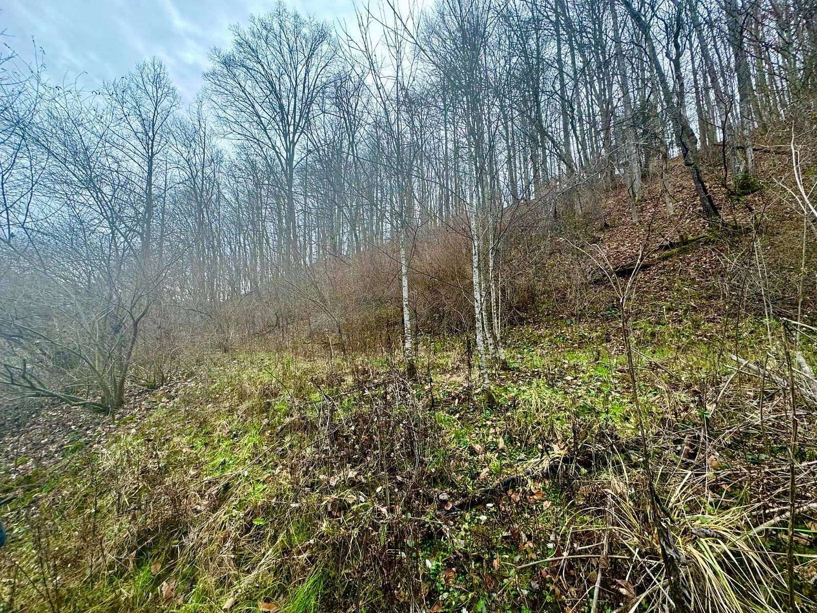 71.65 Acres of Recreational Land for Sale in Wallback, West Virginia