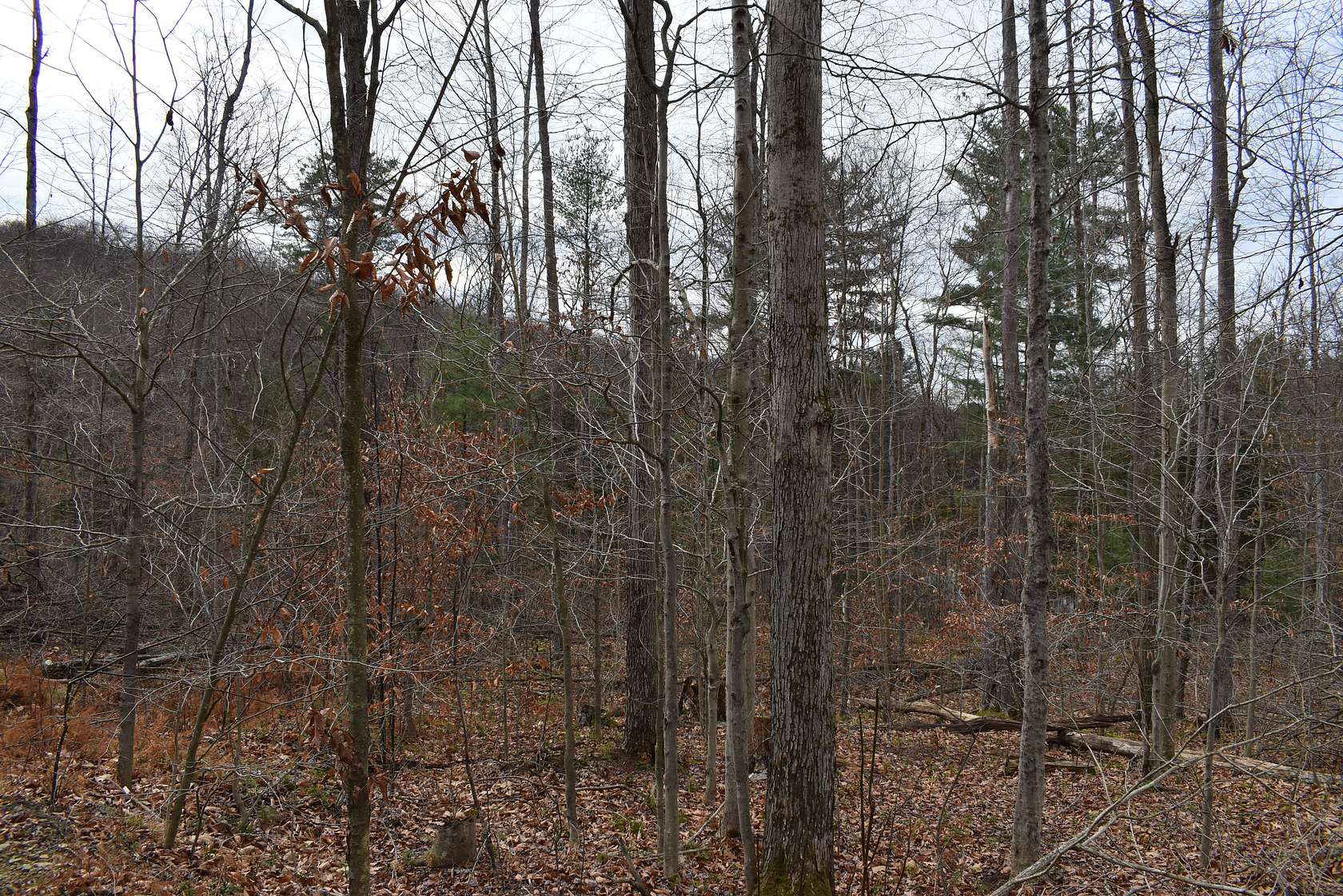 44 Acres of Recreational Land for Sale in Olean, New York