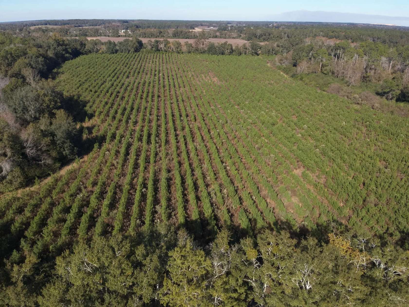 80.5 Acres of Recreational Land for Sale in Graceville, Florida