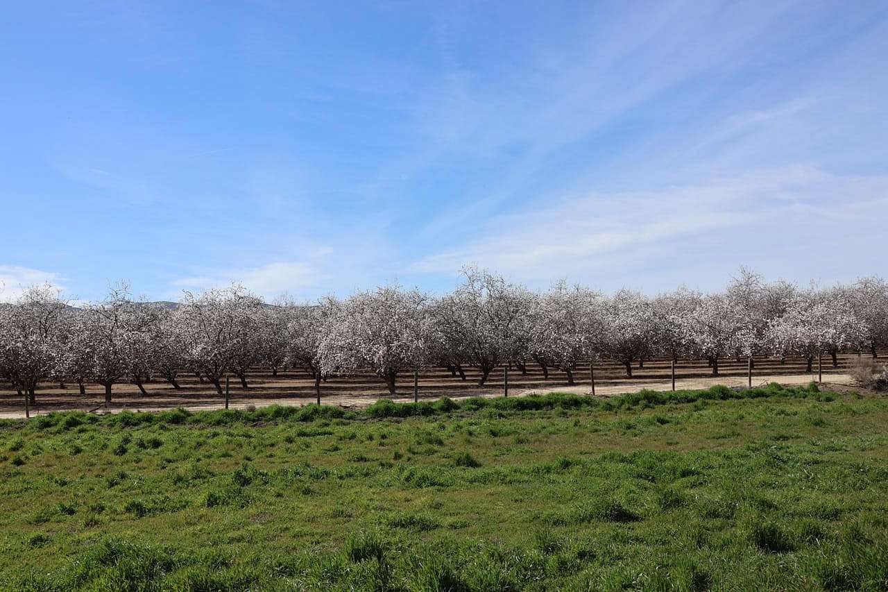 47 Acres of Agricultural Land for Sale in Firebaugh, California
