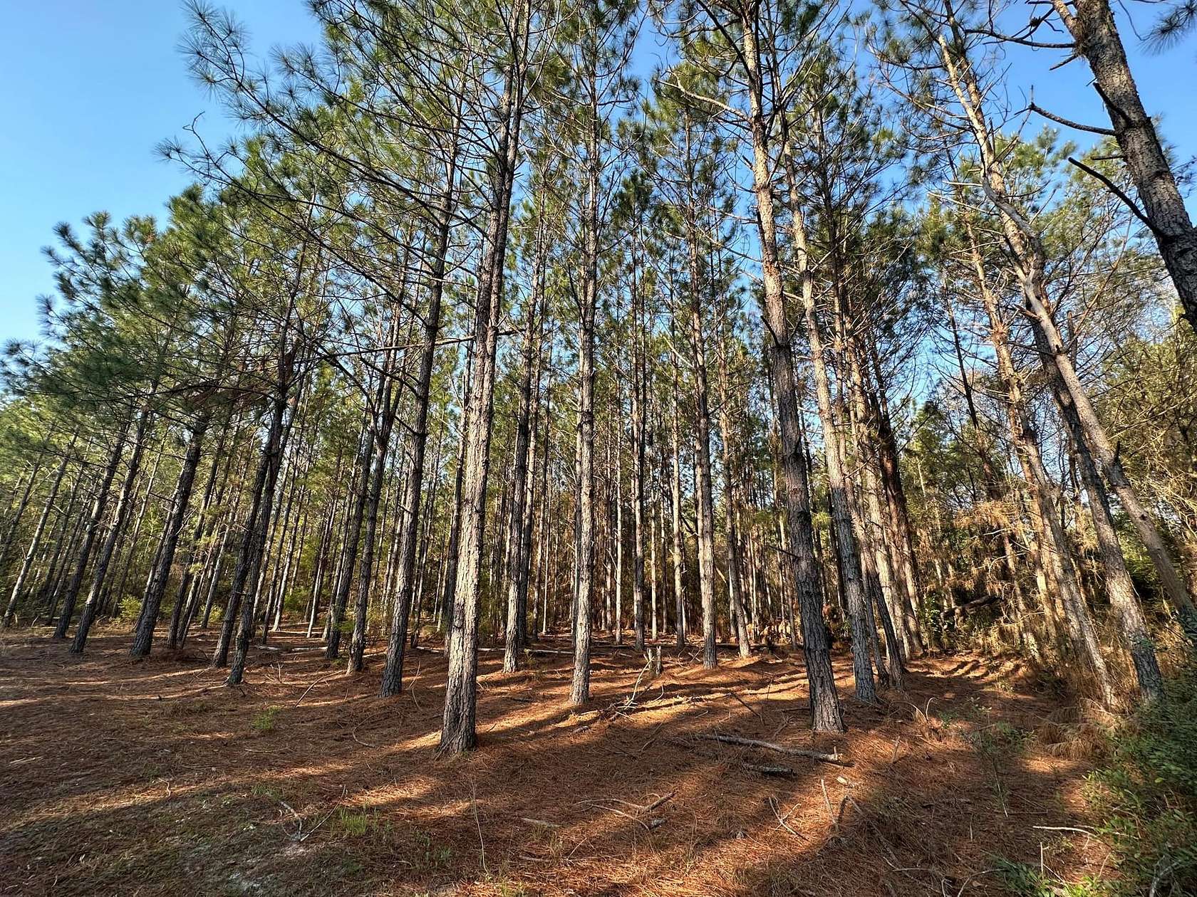 381 Acres of Recreational Land for Sale in Alapaha, Georgia