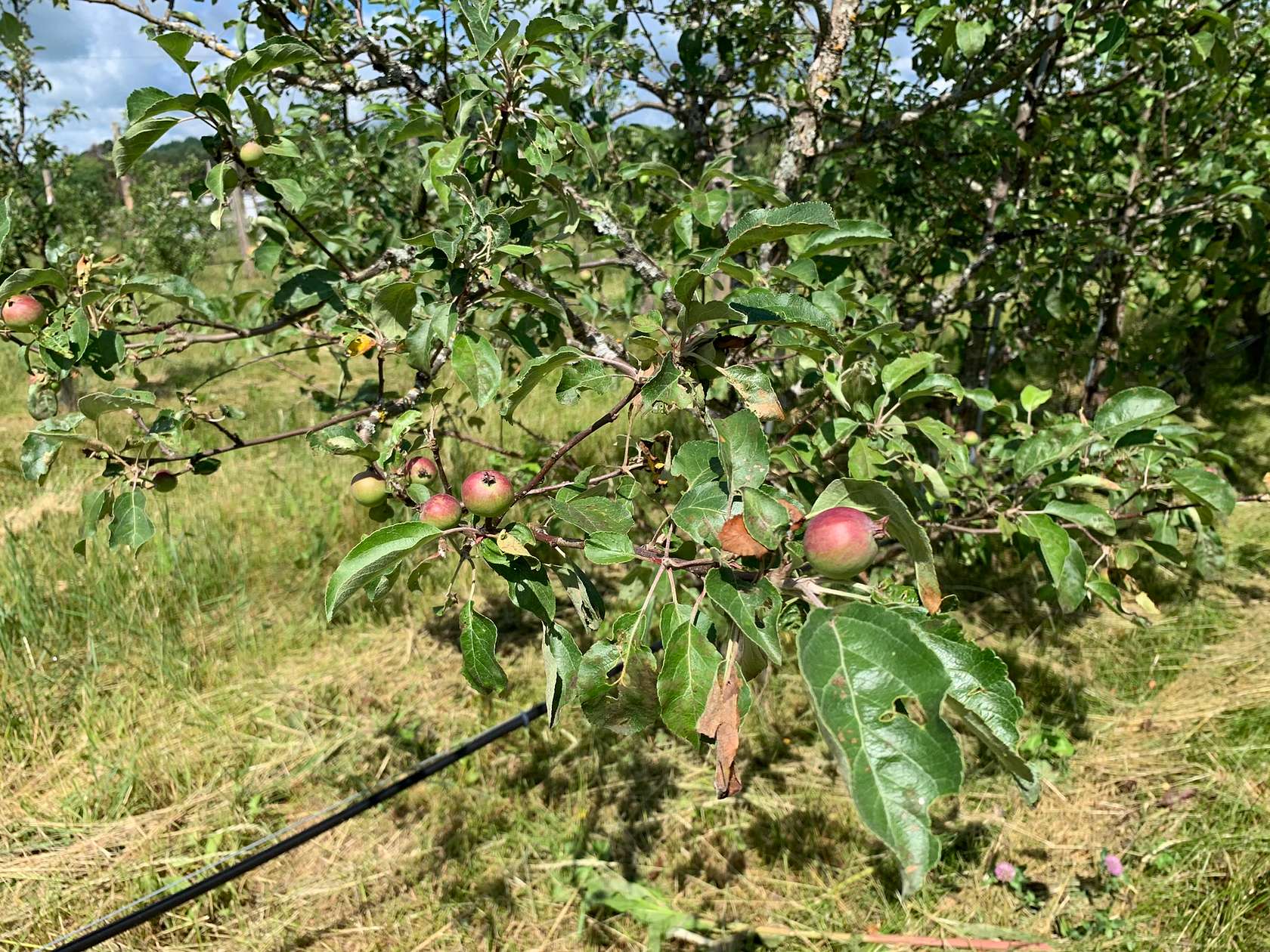 17.4 Acres of Land for Sale in Pitcairn, New York