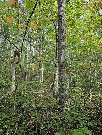 90.2 Acres of Recreational Land & Farm for Sale in Oakvale, West Virginia