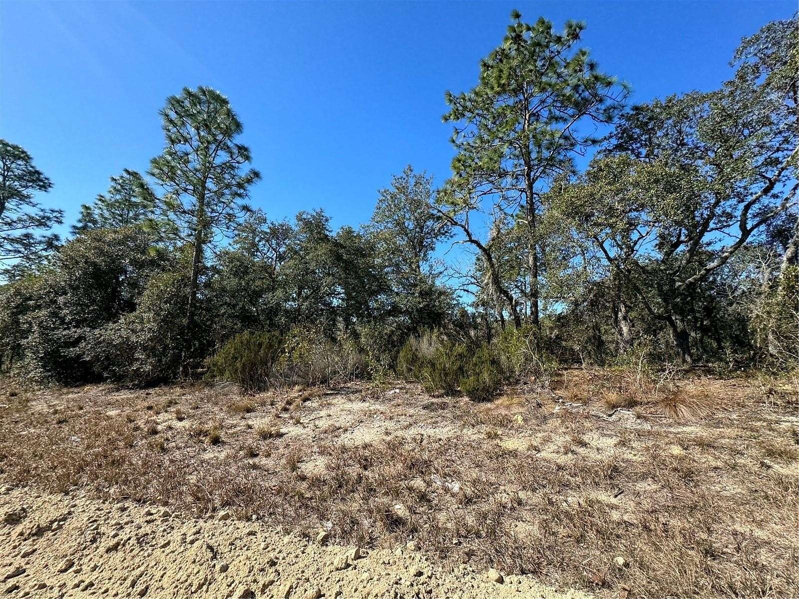 1 Acre of Land for Sale in Williston, Florida