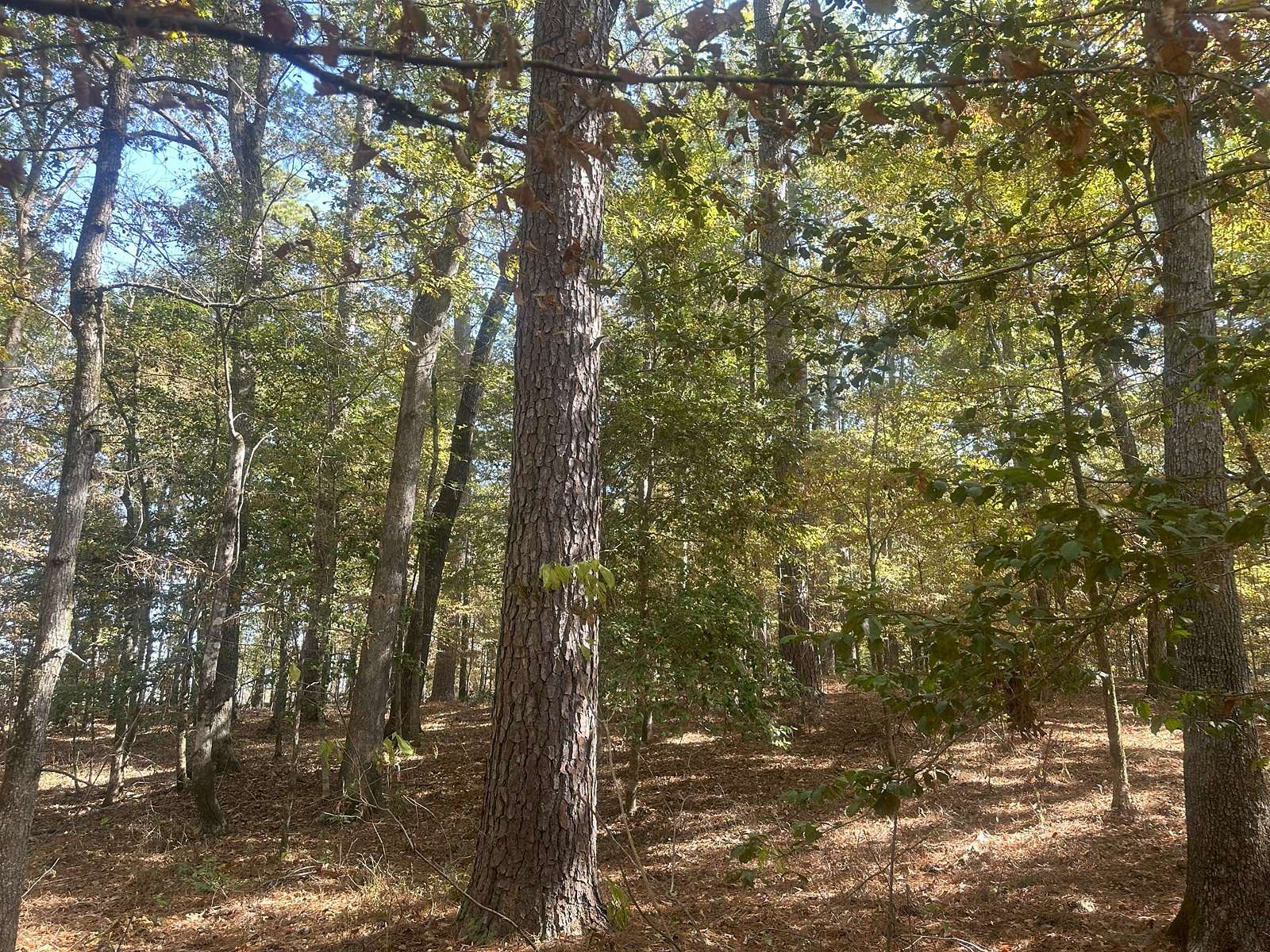 50.3 Acres of Recreational Land & Farm for Sale in Gurdon, Arkansas