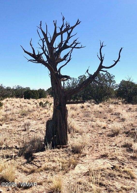 36.8 Acres of Land for Sale in St. Johns, Arizona