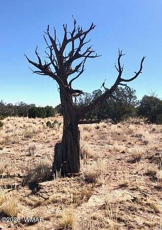 36.8 Acres of Land for Sale in St. Johns, Arizona