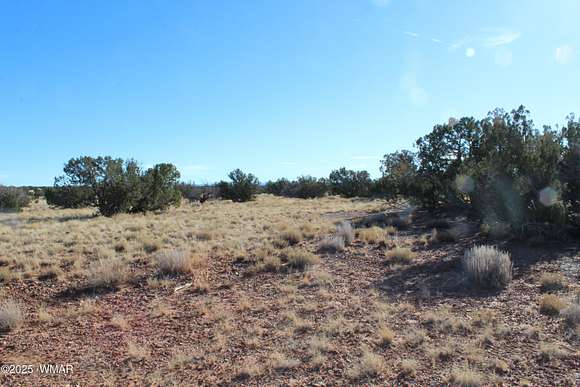 36.2 Acres of Recreational Land for Sale in Concho, Arizona