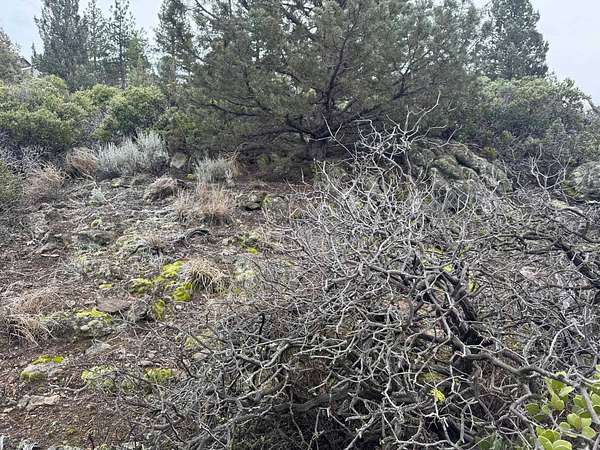 0.4 Acres of Land for Sale in Weed, California