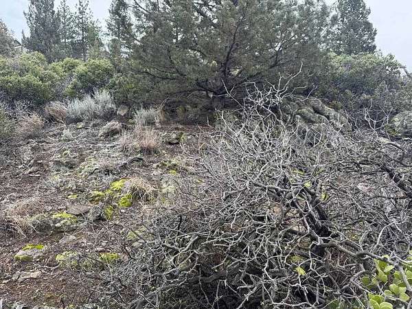 0.4 Acres of Land for Sale in Weed, California