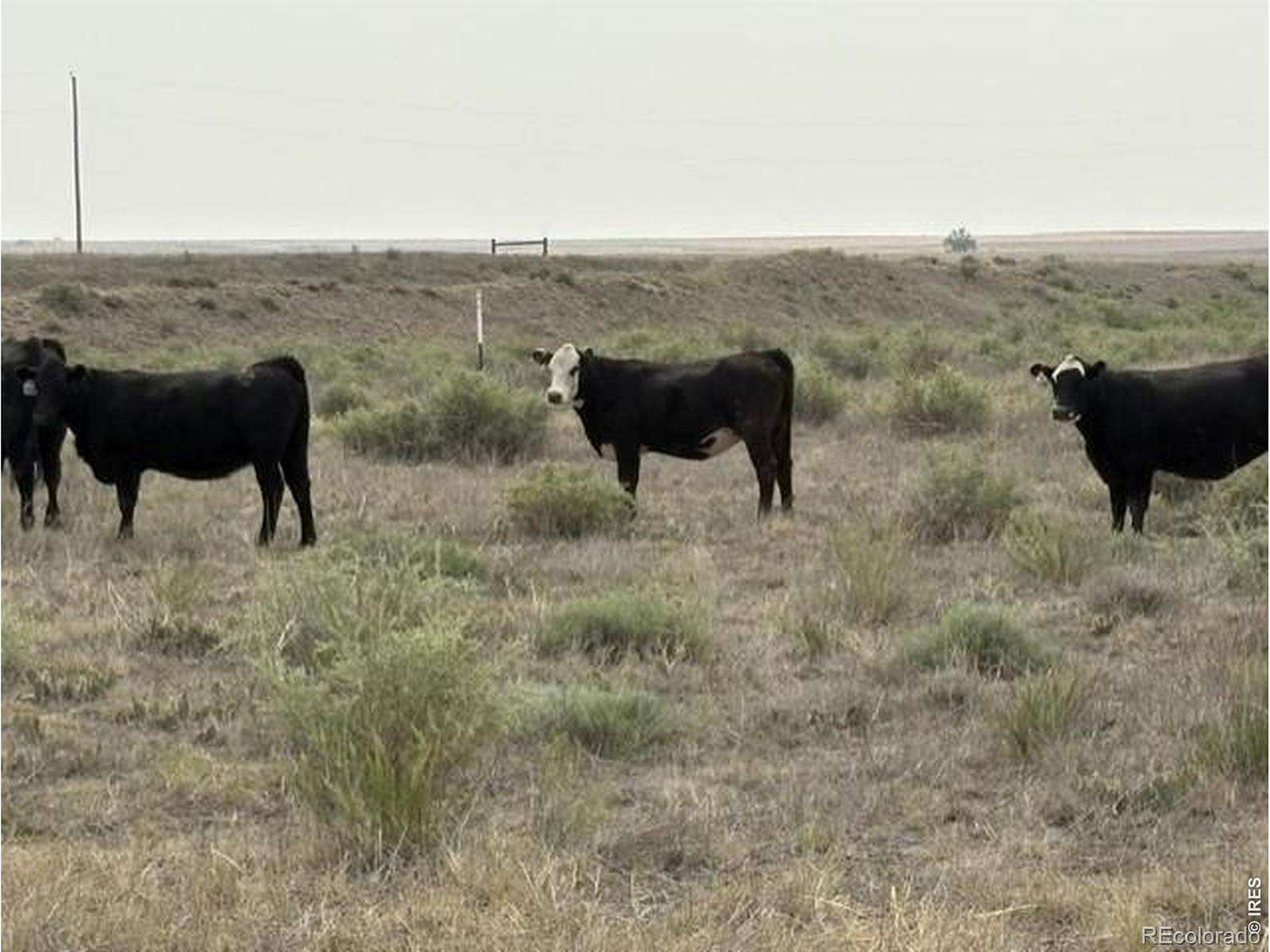 35 Acres of Land for Sale in Pierce, Colorado