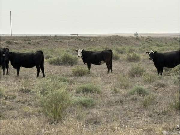 35 Acres of Land for Sale in Pierce, Colorado