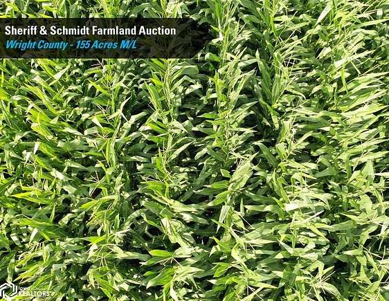 155 Acres of Agricultural Land for Auction in Belmond, Iowa