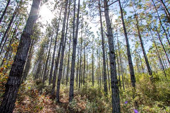 527 Acres of Recreational Land for Sale in Hosford, Florida