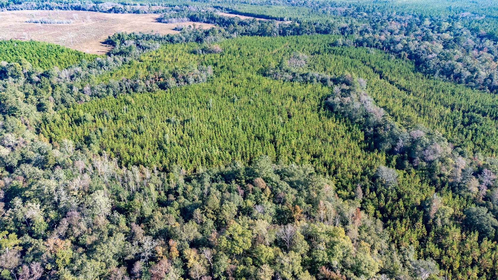 424.64 Acres of Recreational Land for Sale in Hosford, Florida