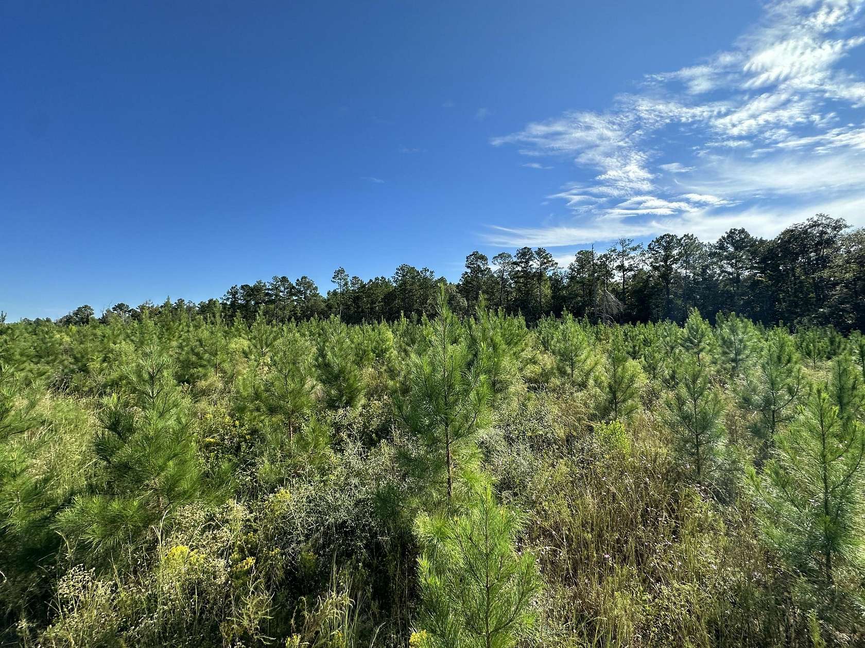 48.34 Acres of Recreational Land for Sale in Laurel Hill, Florida