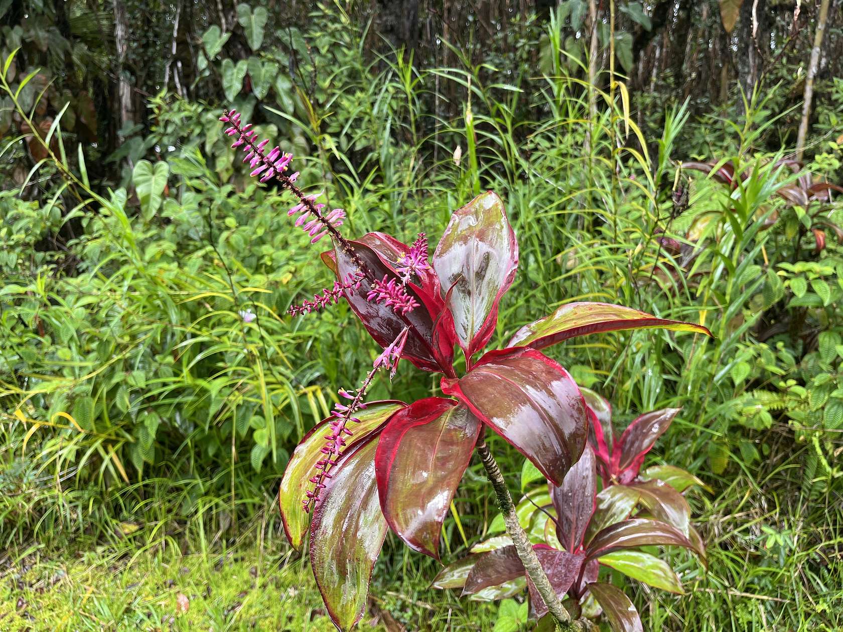 2 Acres of Residential Land for Sale in Mountain View, Hawaii