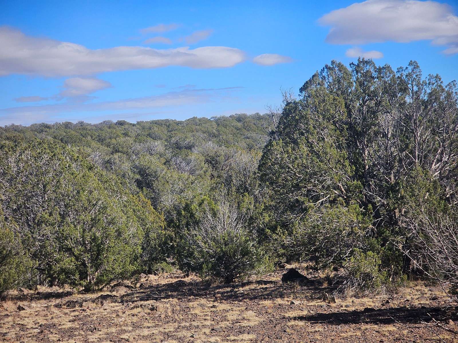 37.77 Acres of Recreational Land & Farm for Sale in Williams, Arizona