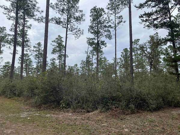 364 Acres of Agricultural Land for Sale in Crawfordville, Florida