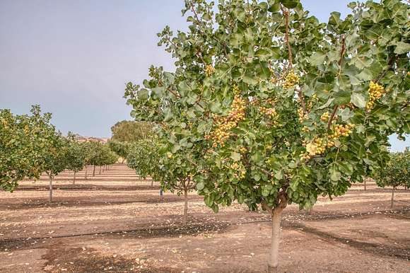 161.59 Acres of Agricultural Land with Home for Sale in Clovis, California