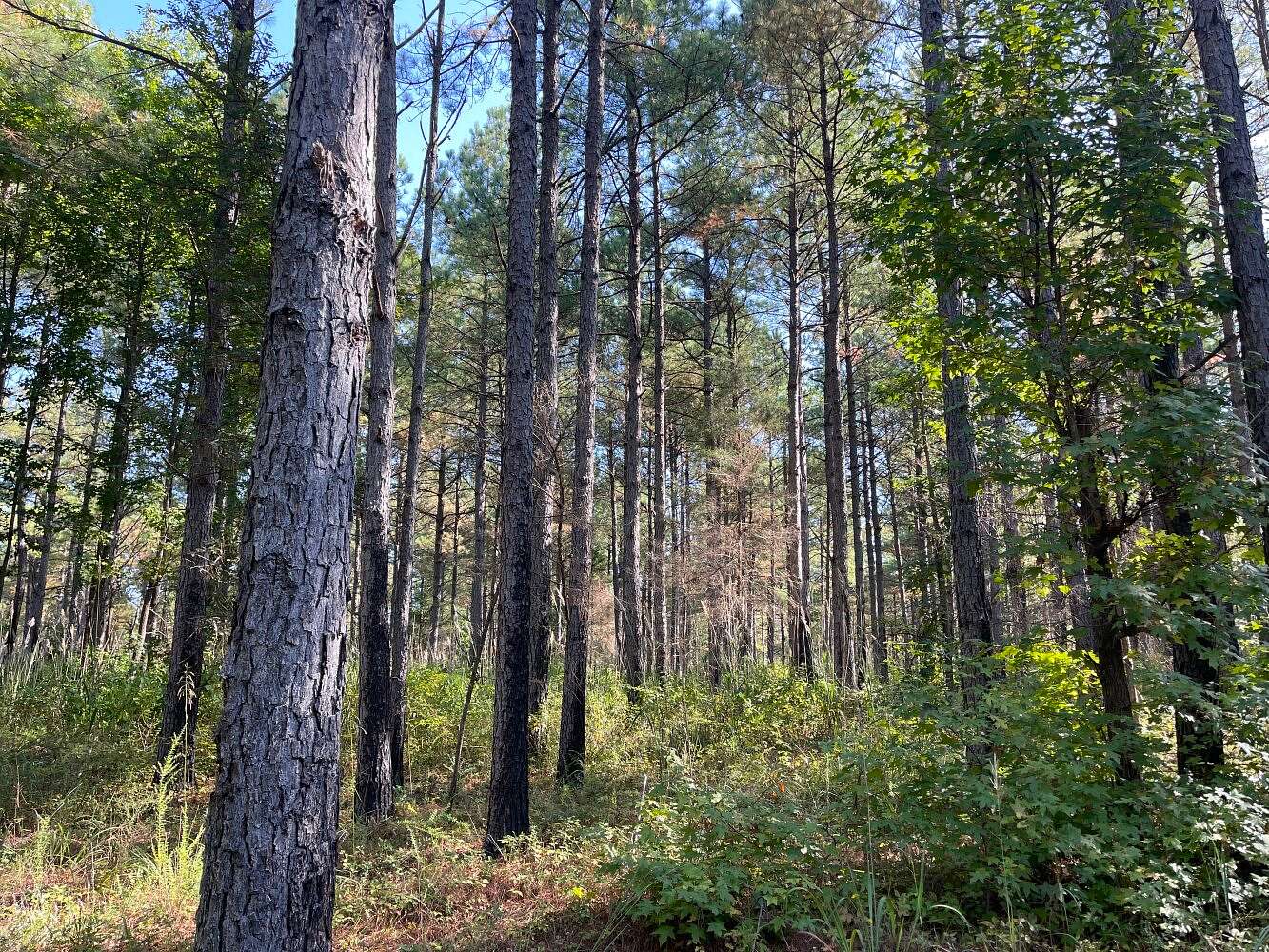 99 Acres of Land for Sale in Sulligent, Alabama