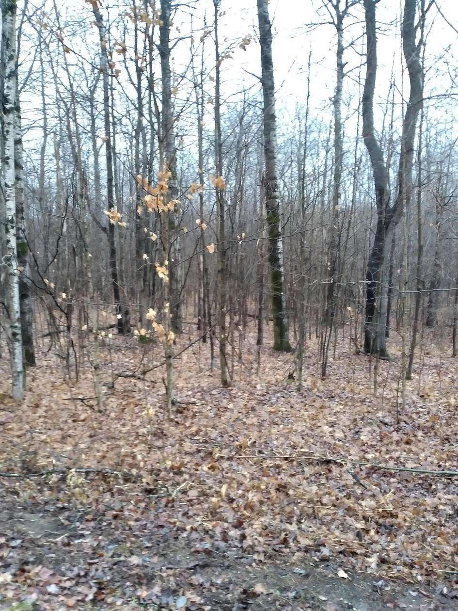 Land for Sale in Elmira, Michigan