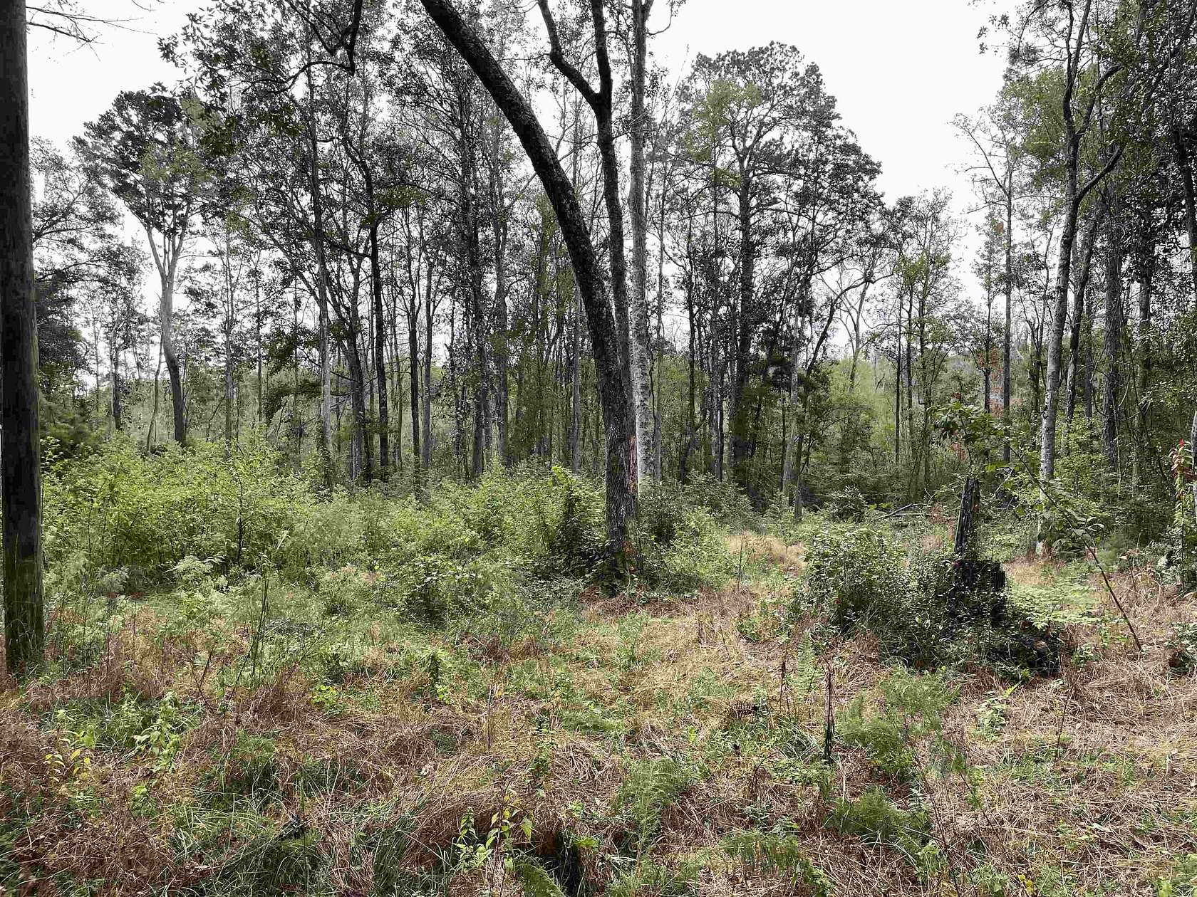 5.1 Acres of Residential Land for Sale in Havana, Florida