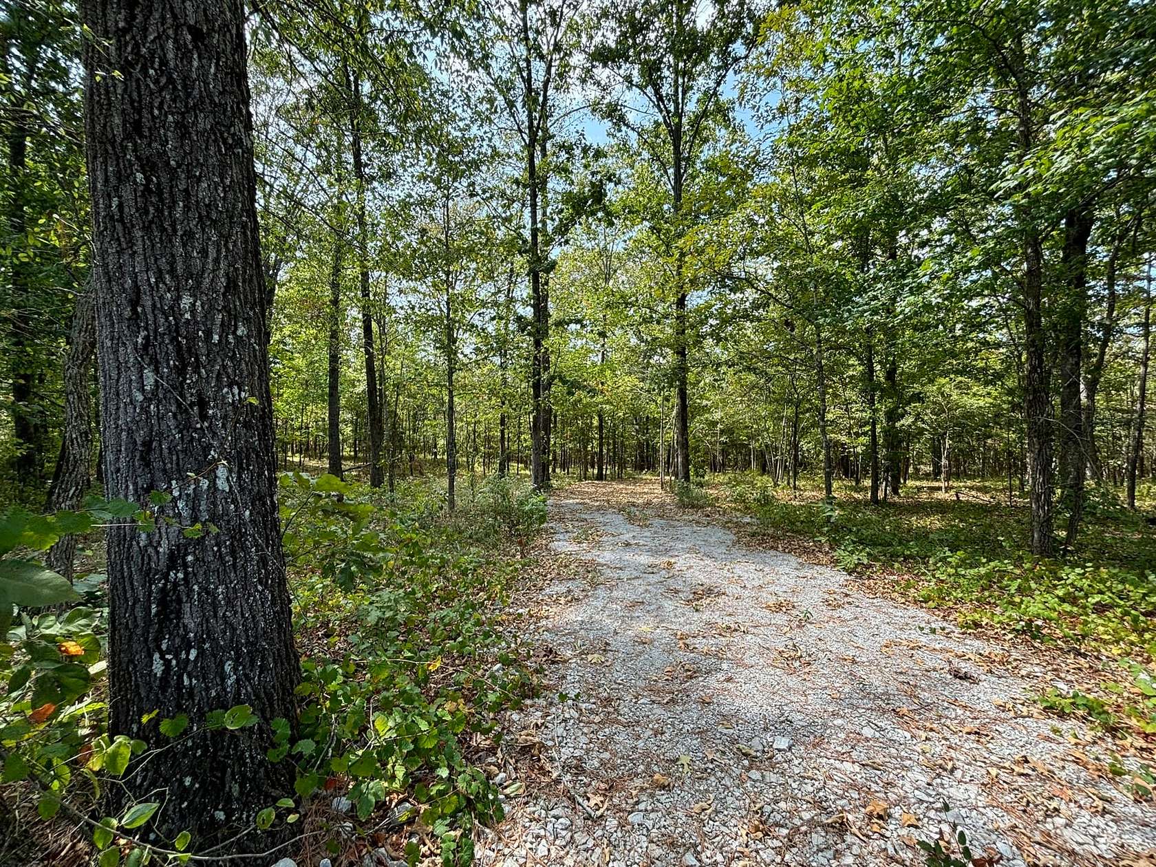 43 Acres of Recreational Land for Sale in Cherokee, Alabama