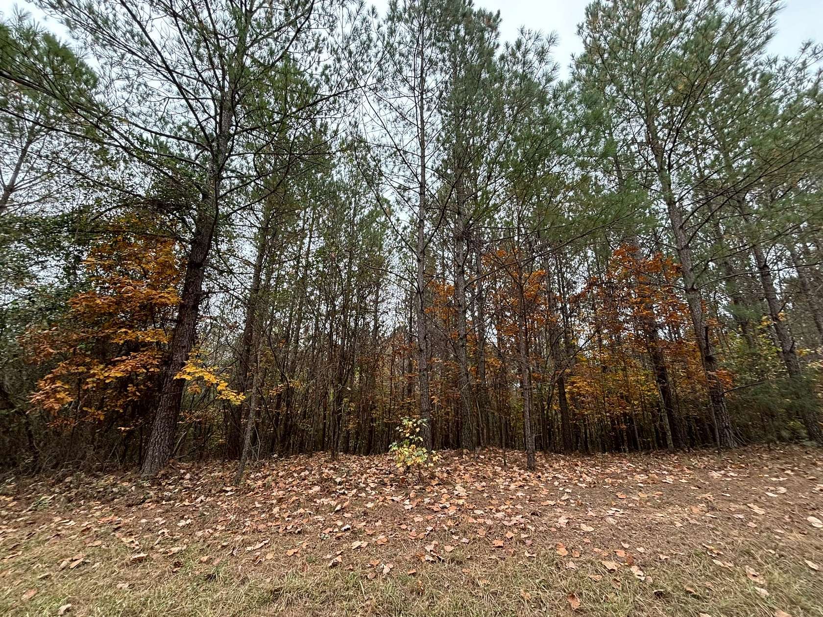 16.7 Acres of Recreational Land for Sale in Hamilton, Alabama