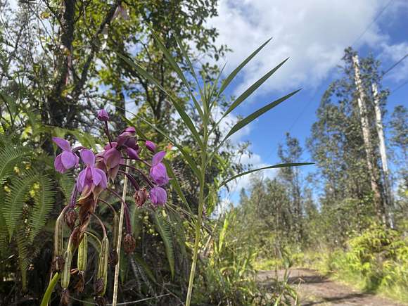 3 Acres of Land for Sale in Mountain View, Hawaii