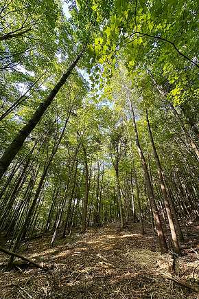 Towering Trees & Seclusion