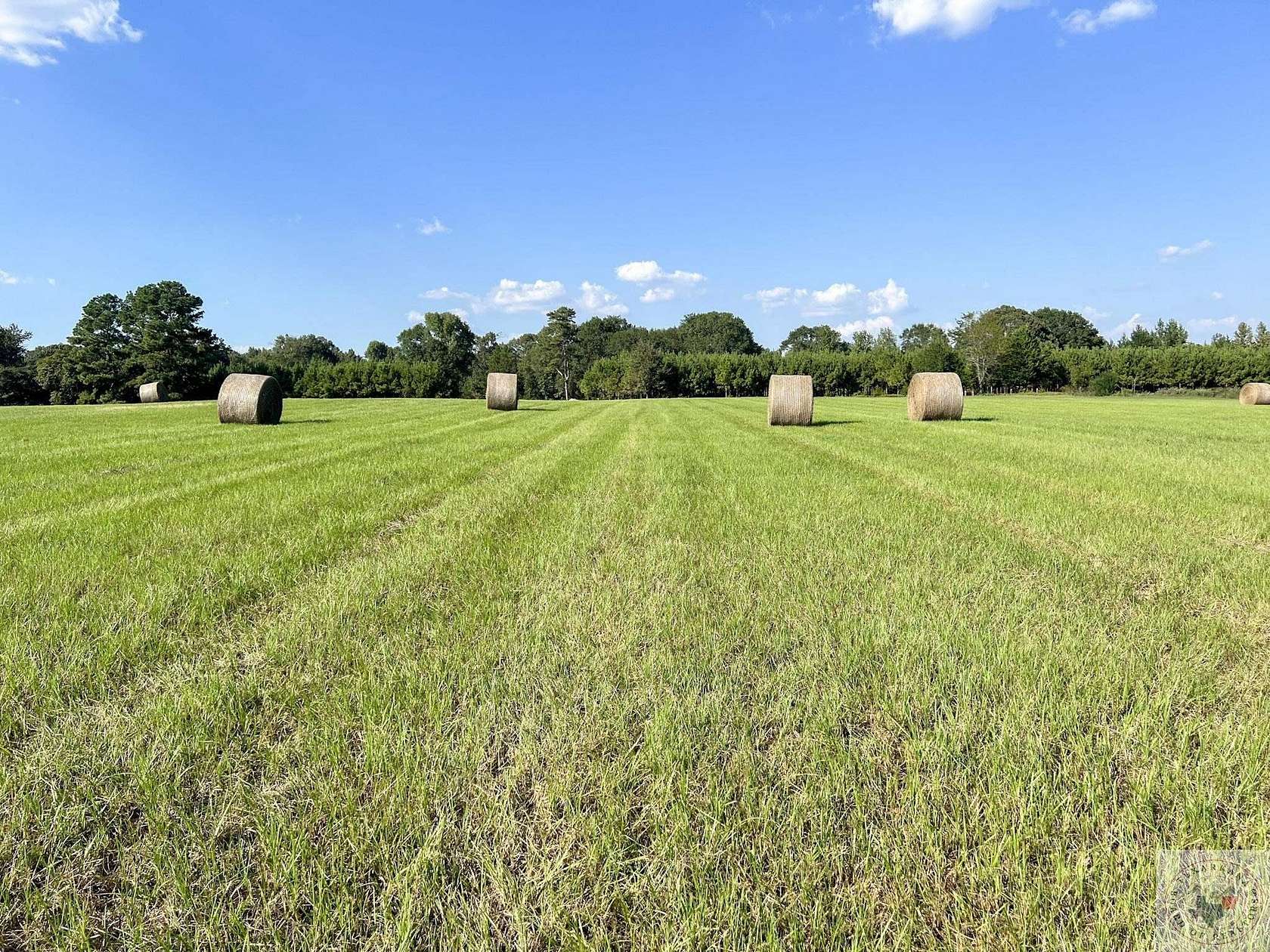 81 Acres of Agricultural Land for Sale in New Boston, Texas