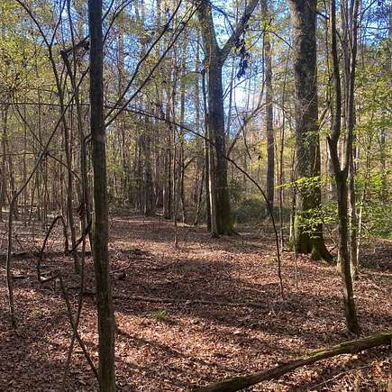 65.33 Acres of Recreational Land for Sale in Kosciusko, Mississippi