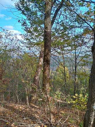 30.69 Acres of Agricultural Land for Sale in Christiana, Tennessee