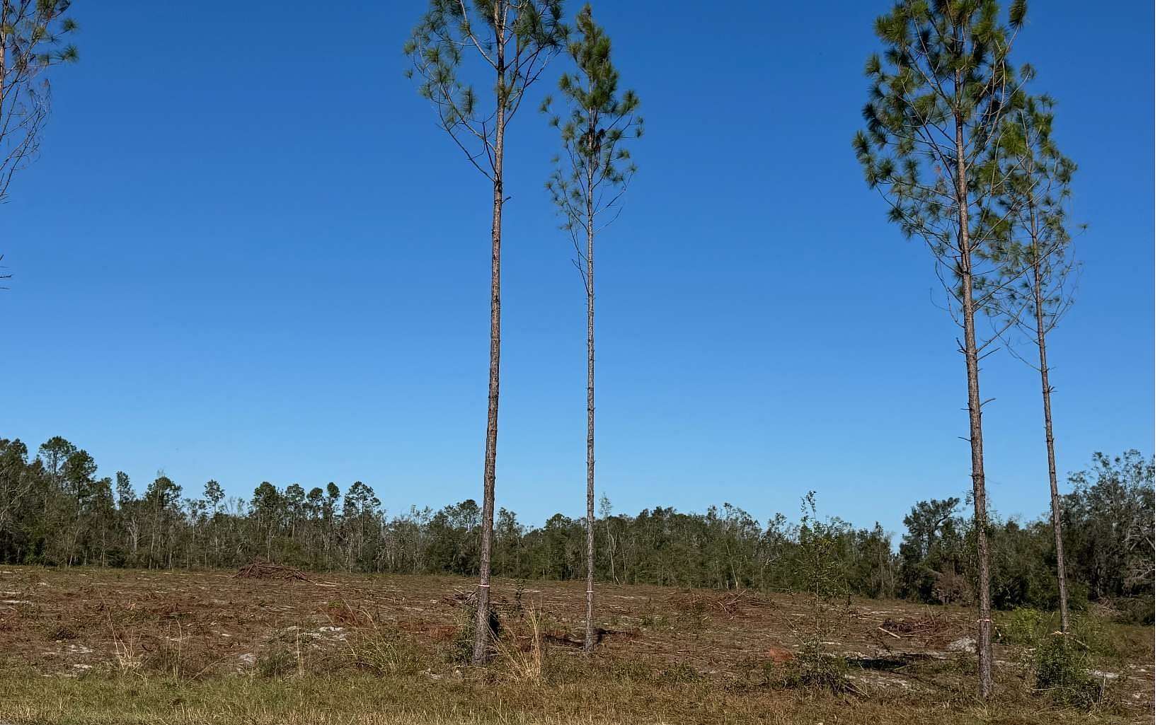 7.12 Acres of Land for Sale in Live Oak, Florida